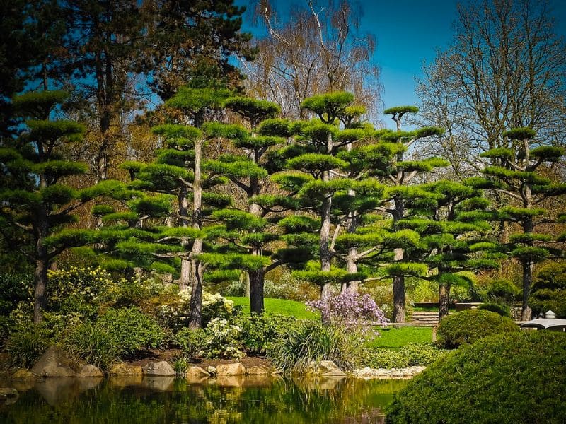 japanese-cedar-tree
