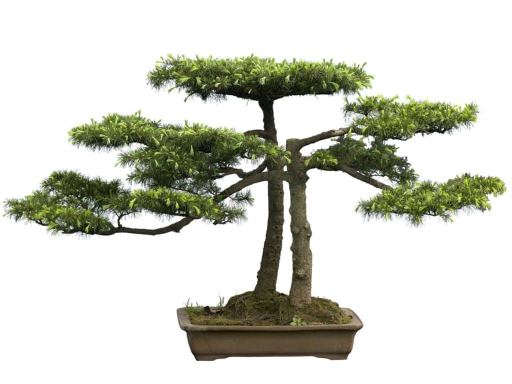 cedar tree bonsai care