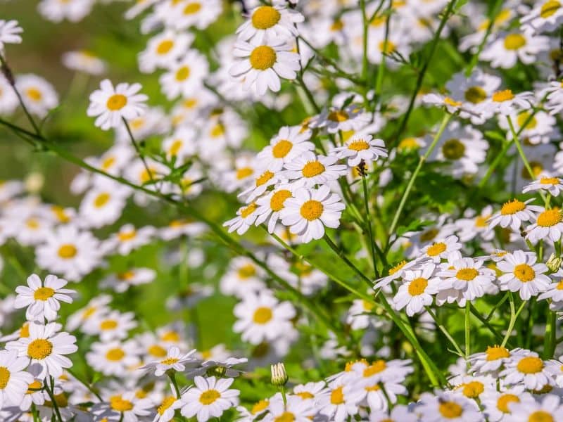 chamomile-flowers