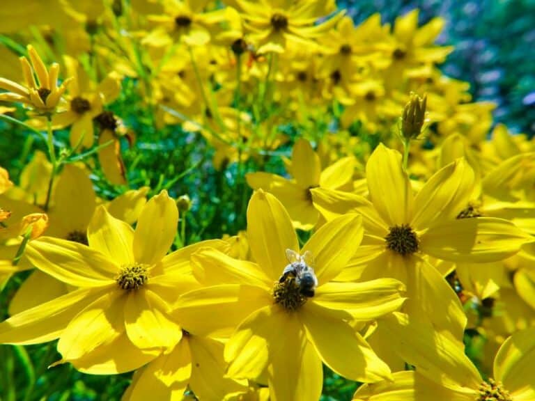 8 Best Border Plants for Sidewalk, Driveway, and Garden