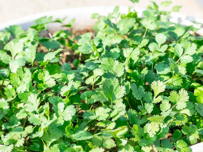 coriander-herbs-plant-cilantro