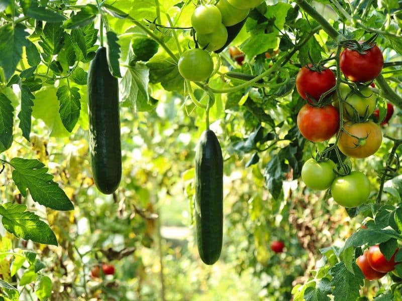 cucumber crops