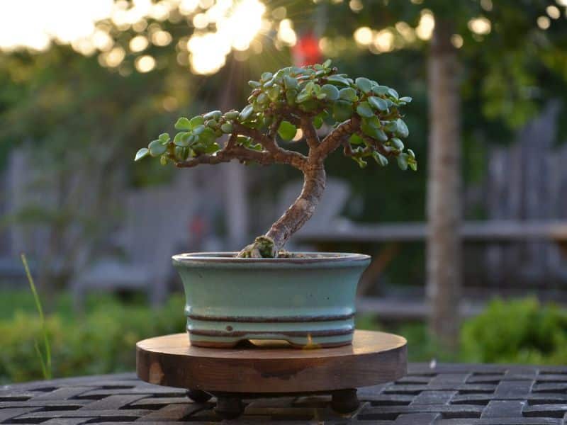 dwarf-jade-bonsai