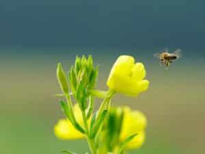 7 Best Salvia Companion Plants To Grow Together | Florgeous