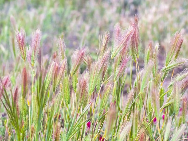foxtail-barley-plants
