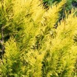 gold mop cypress companion plants