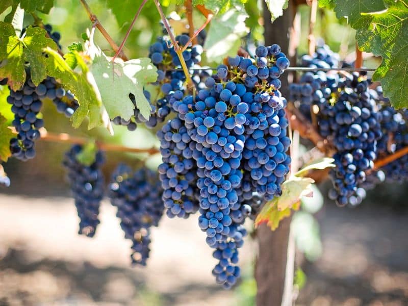 grapes-vines