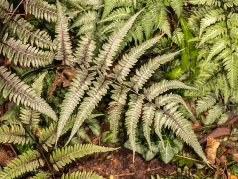 japanese-painted-fern