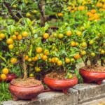kumquat bonsai care