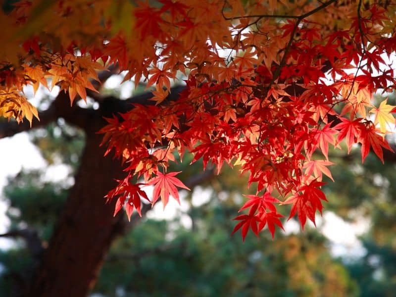 leaves-maple-tree-autumn