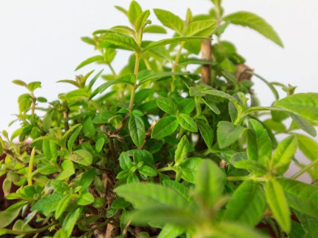 5 Best Lemon Verbena Companion Plants for a Herb Garden | Florgeous