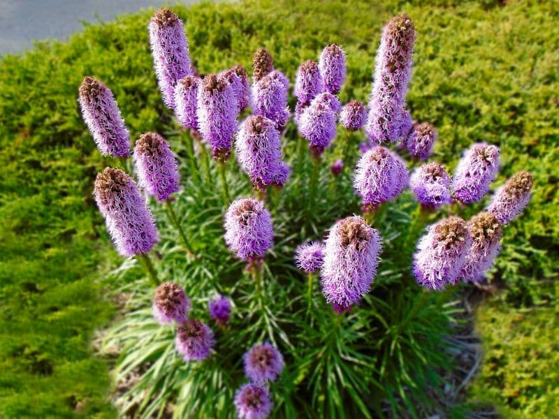 liatris-lavender-flower