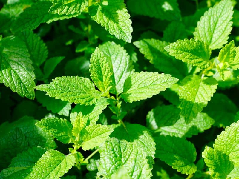 mint-green-culinary-herbs-leaves