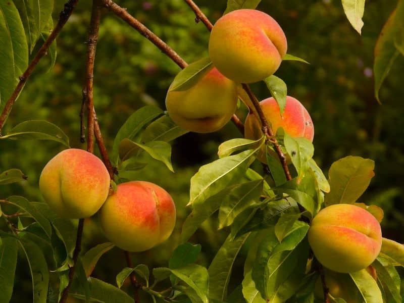 peaches-peach-tree-malum-persicum