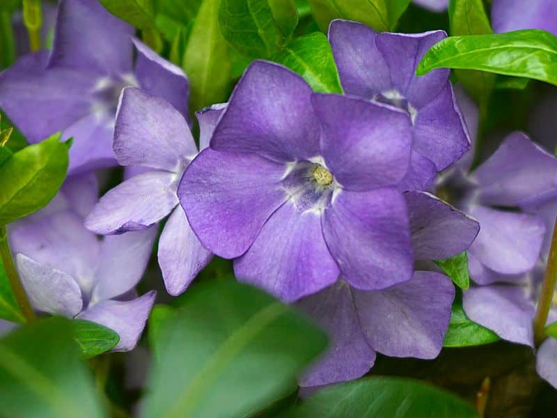 periwinkle-flower-evergreen-violet