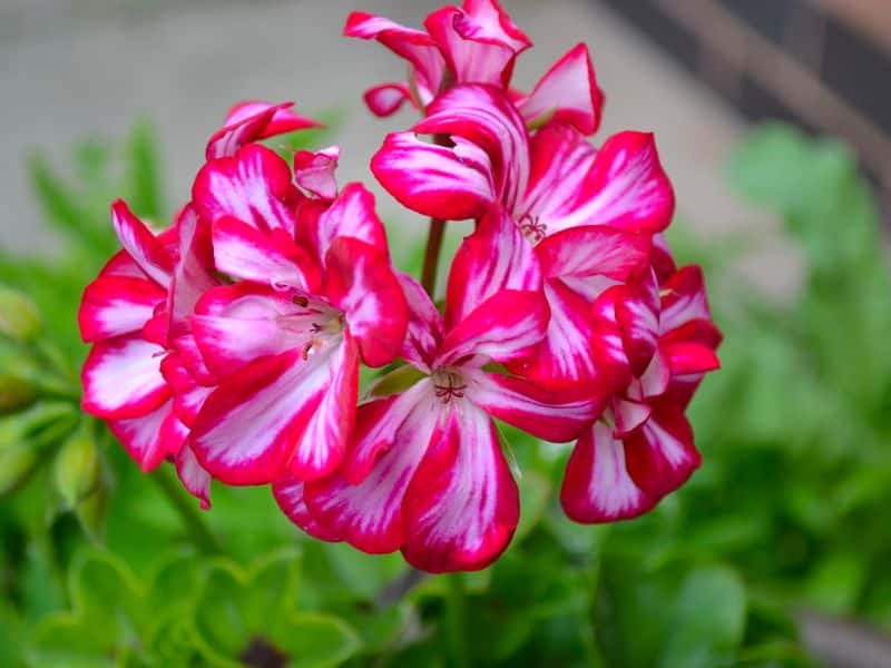 pink-white-ivy-geraniums