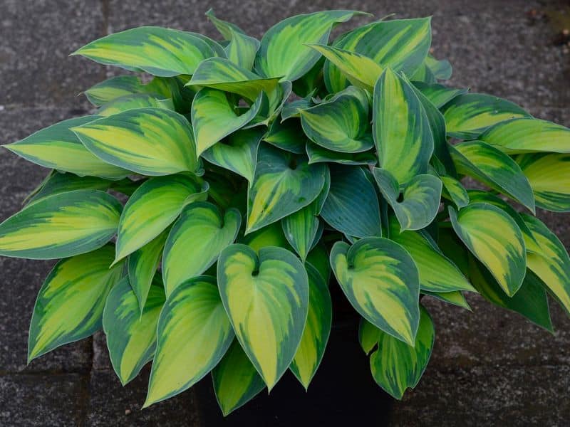plantain-lily-hosta