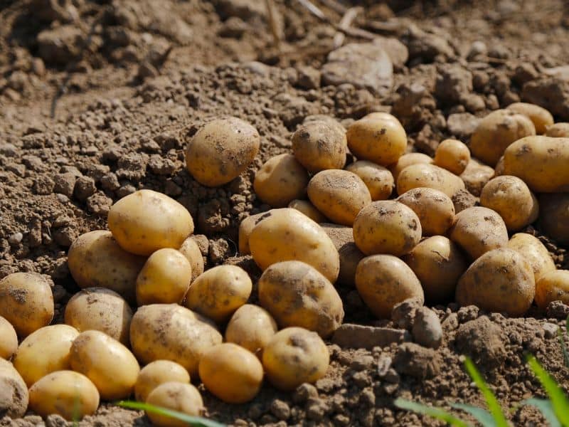 potato-agriculture-food-meal