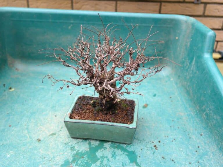 How to Revive a Bonsai Tree