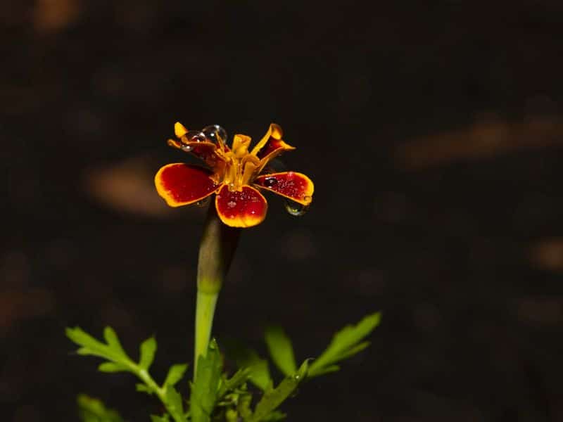 signet-marigold-flower