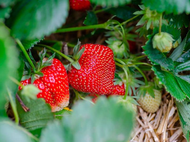 strawberries-strawberry-patch