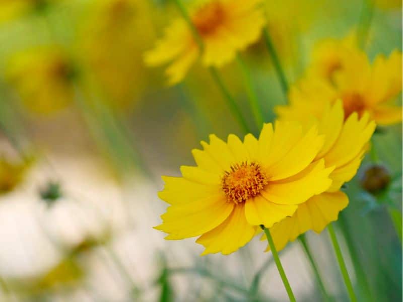 tickseed-yellow-flowers