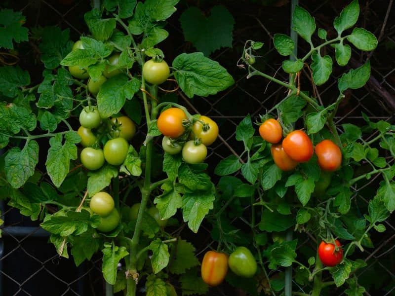 tomatoes-vine-garden