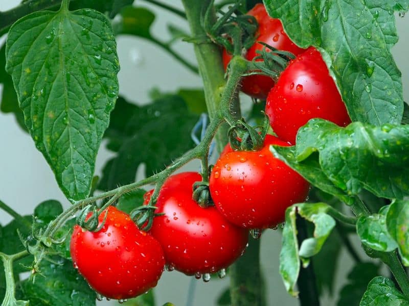 tomatoes-vines