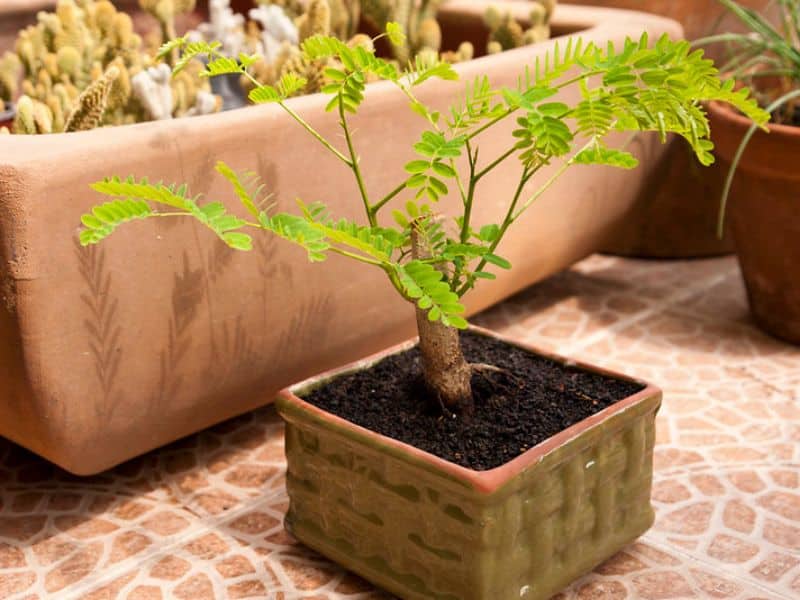 thumbnail interactive-video image 1 of 10 Red Flame Tree Seeds (Delonix Regia) - Fast Growing Bonsai Favorite - Free Shipping 1 of 6
