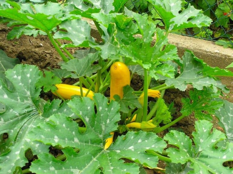 10 Zucchini Companion Plants A Recipe for a Thriving Garden