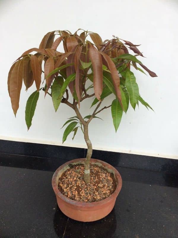 How To Grow And Care For A Bonsai Mango Tree (mangifera Indica) 