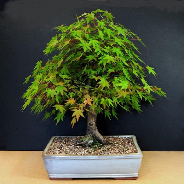 The Main Bonsai Tree Growth Stages | Florgeous