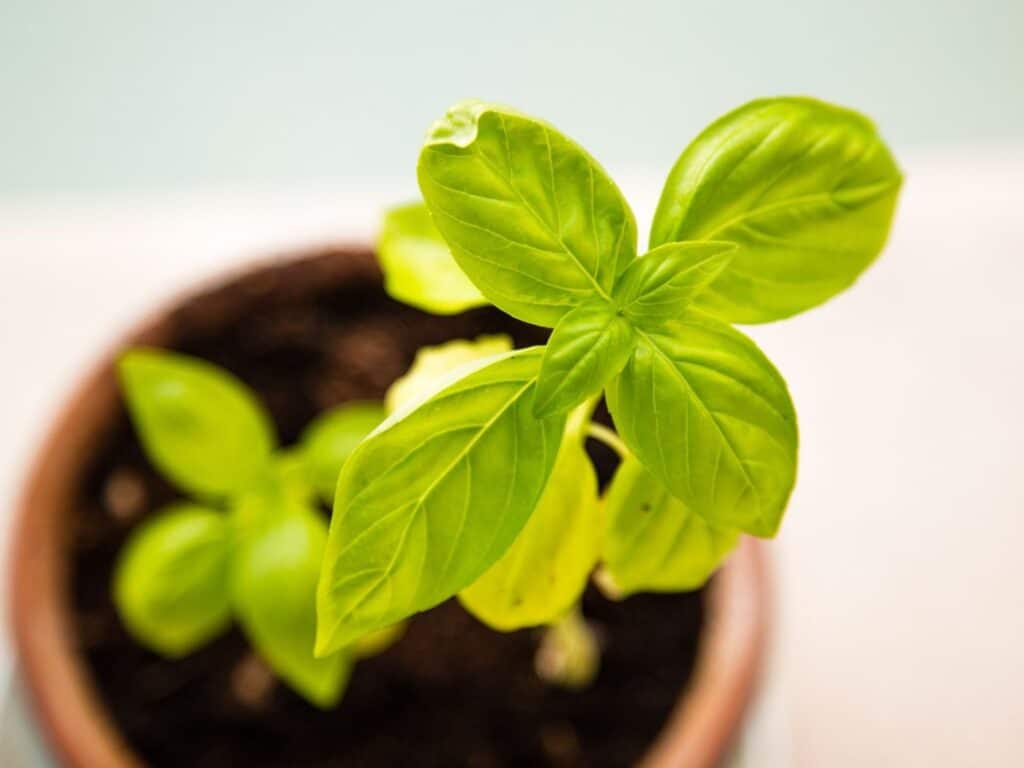 basil yellow leaves