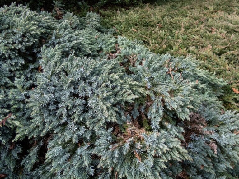 6 Blue Star Juniper Companion Plants for More Colorful Gardens | Florgeous