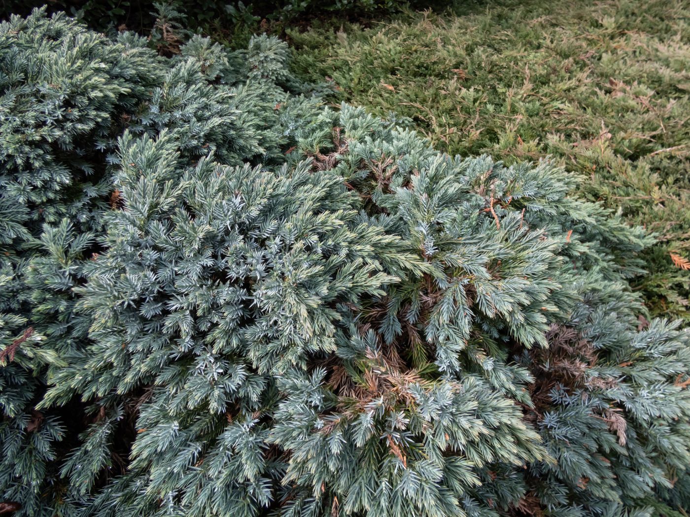 6 Blue Star Juniper Companion Plants for More Colorful Gardens