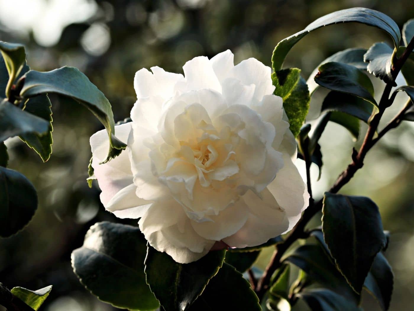 Top 5 Camellia Companion Plants for Shaded Gardens | Florgeous