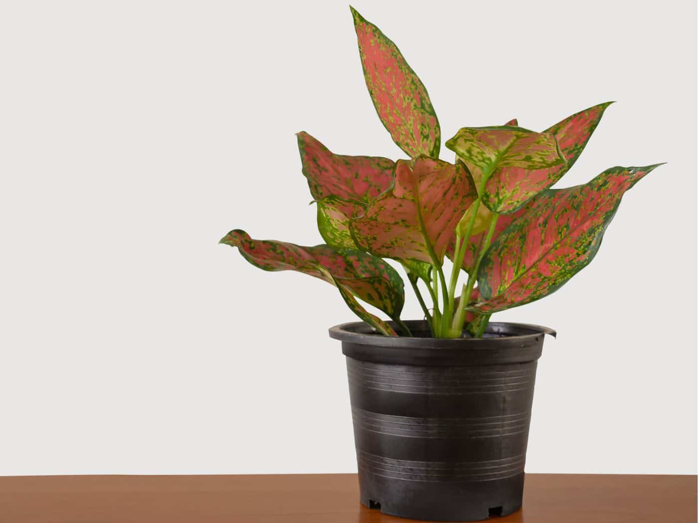 Chinese Evergreen Fertilizer: Best Picks & Usage Tips For Lush Growth 