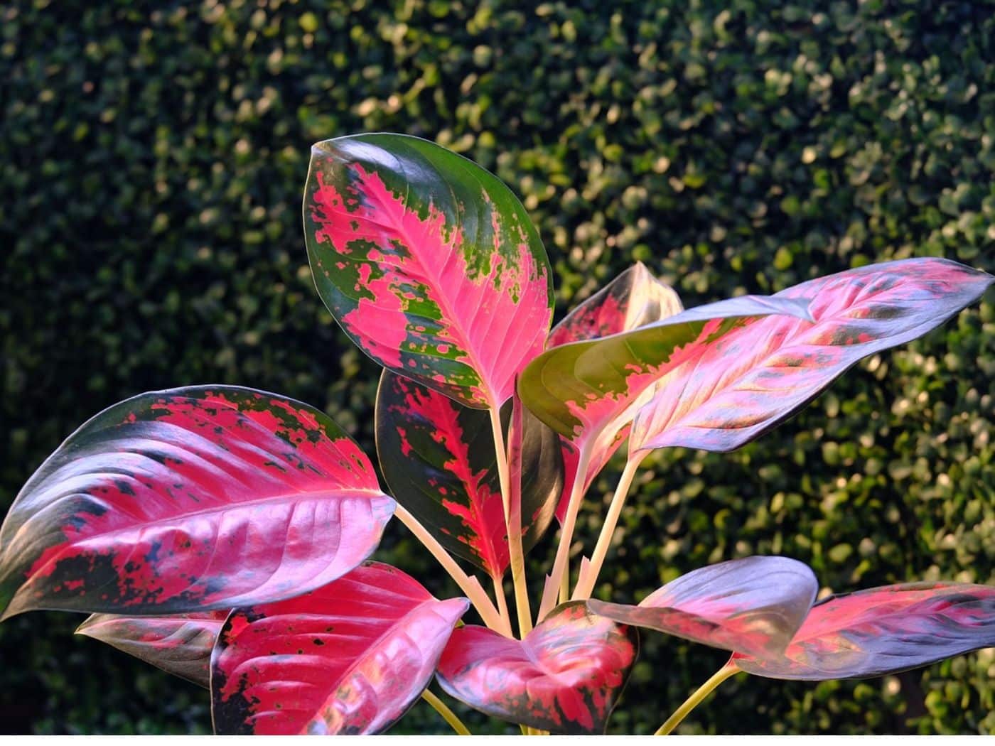 Chinese Evergreen Fertilizer: Best Picks & Usage Tips for Lush Growth ...