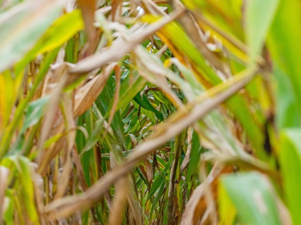 corn plant leaves turning brown and yellow