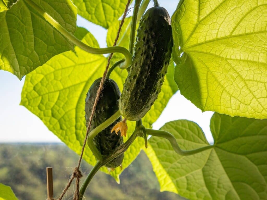 cucumber leaves turning yellow