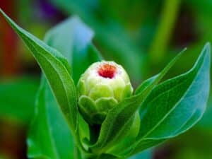 Dahlia Leaves Turning Yellow? Revive Your Plants with These Tips