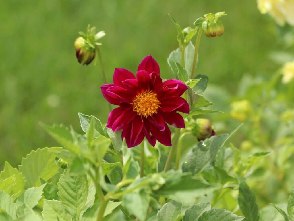 Dahlia Leaves Turning Yellow? Revive Your Plants with These Tips ...