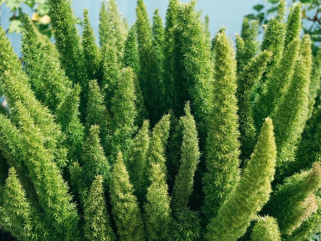 foxtail fern companion plants