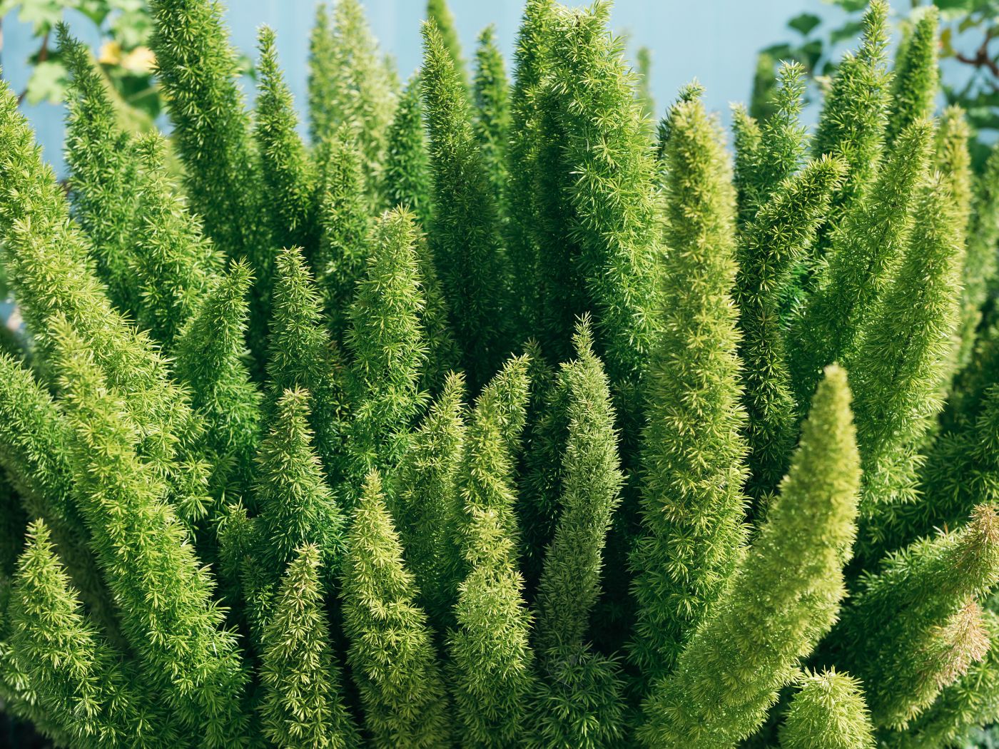 5 Best Foxtail Fern Companion Plants and Landscaping Ideas