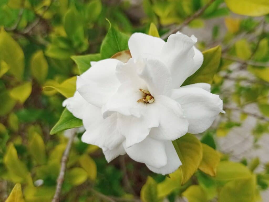 gardenia leaves turn yellow