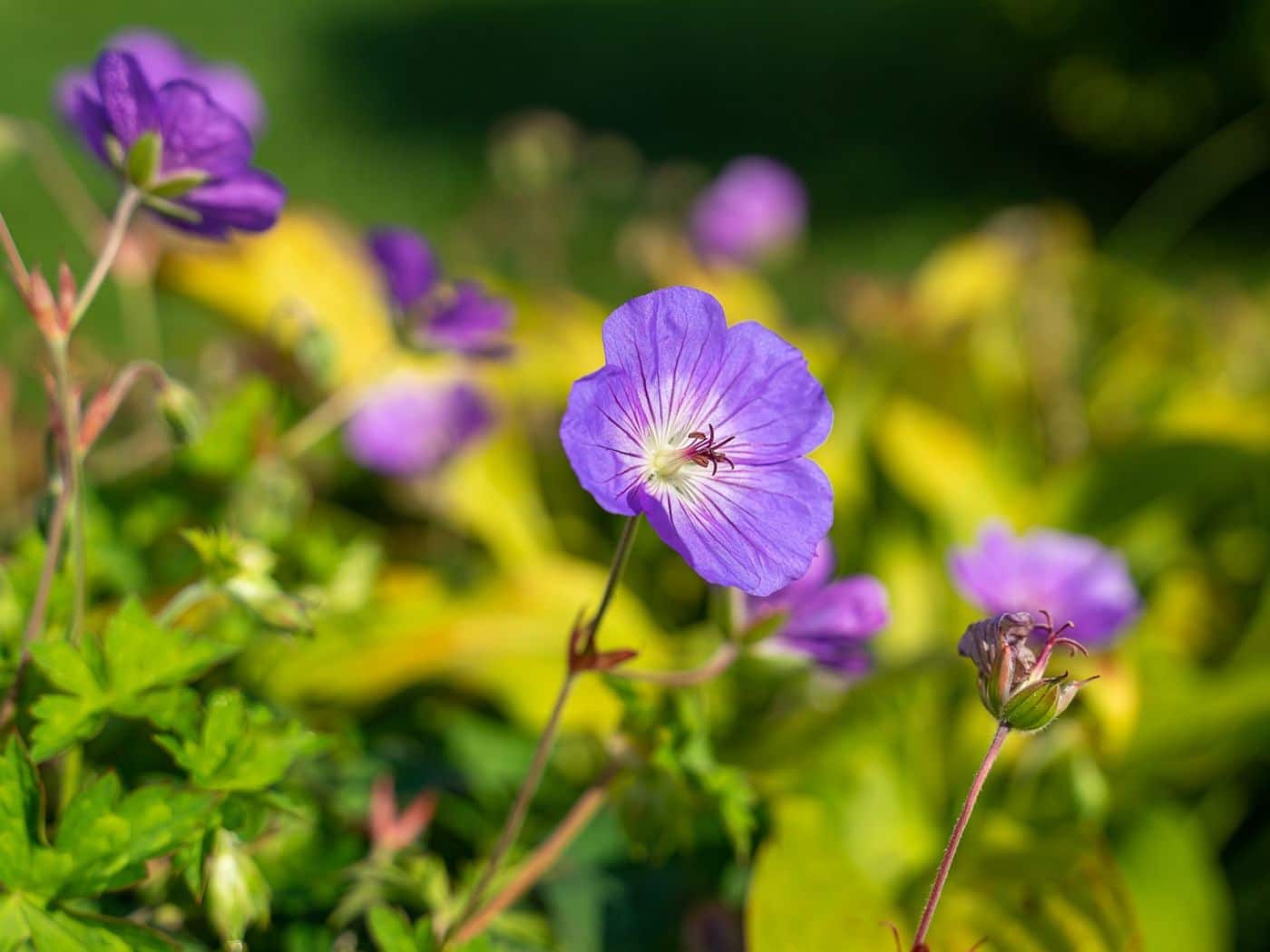 Geranium Leaves Turning Yellow? Causes and Fixes