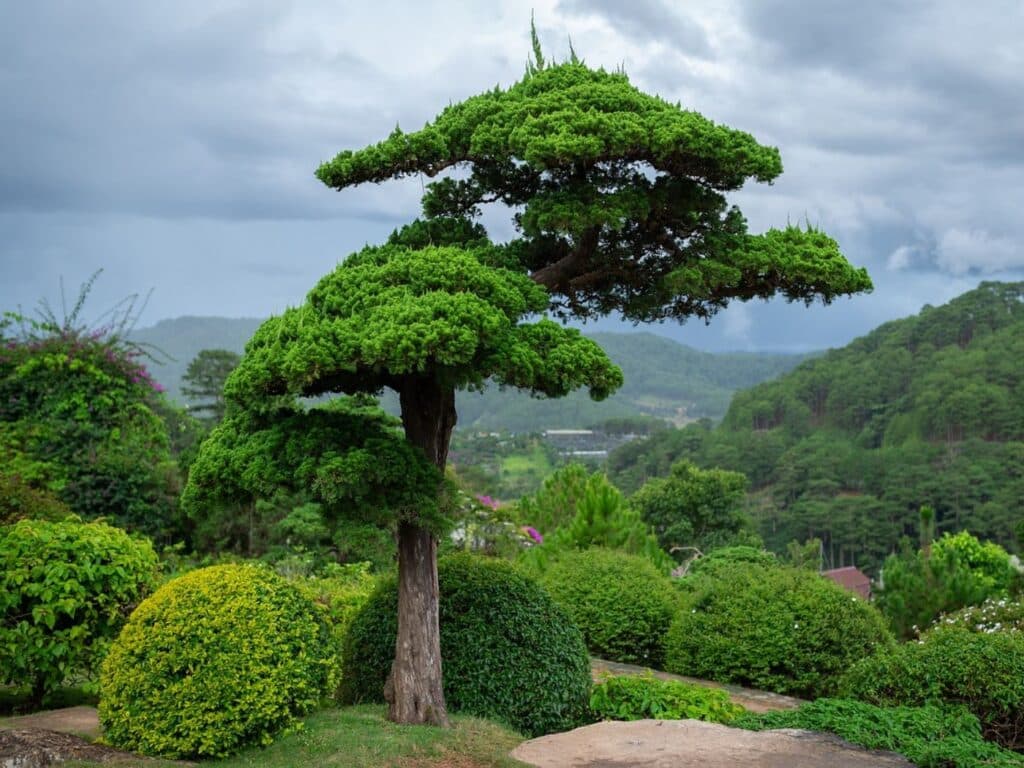 giant bonsai tree