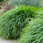 japanese forest grass care