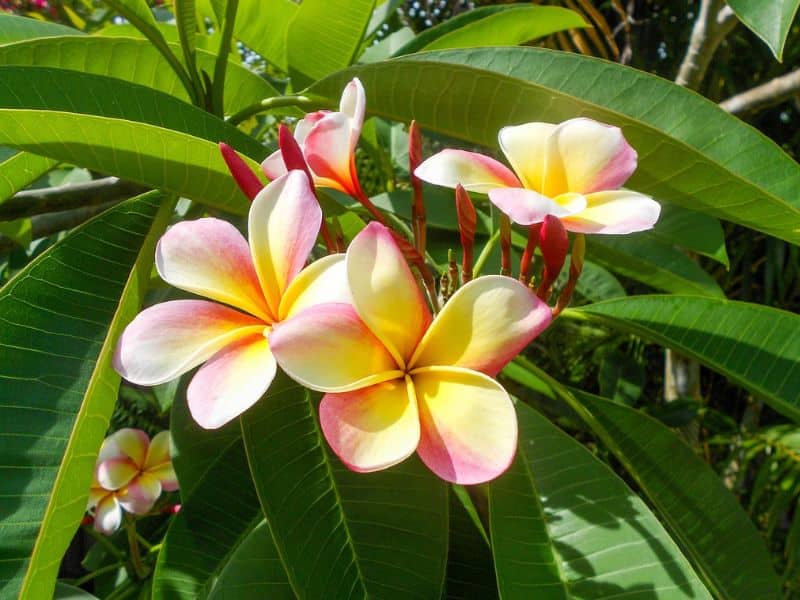 growing plumeria in pots