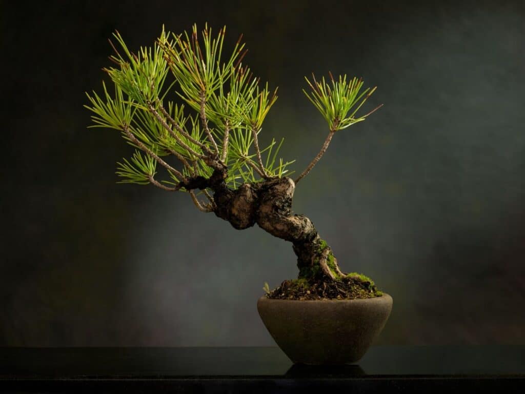 how to grow a bonsai tree from seeds